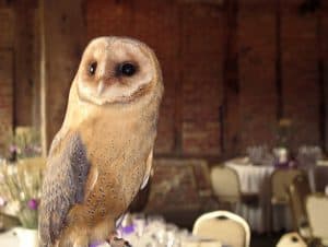 Red Barn - owl